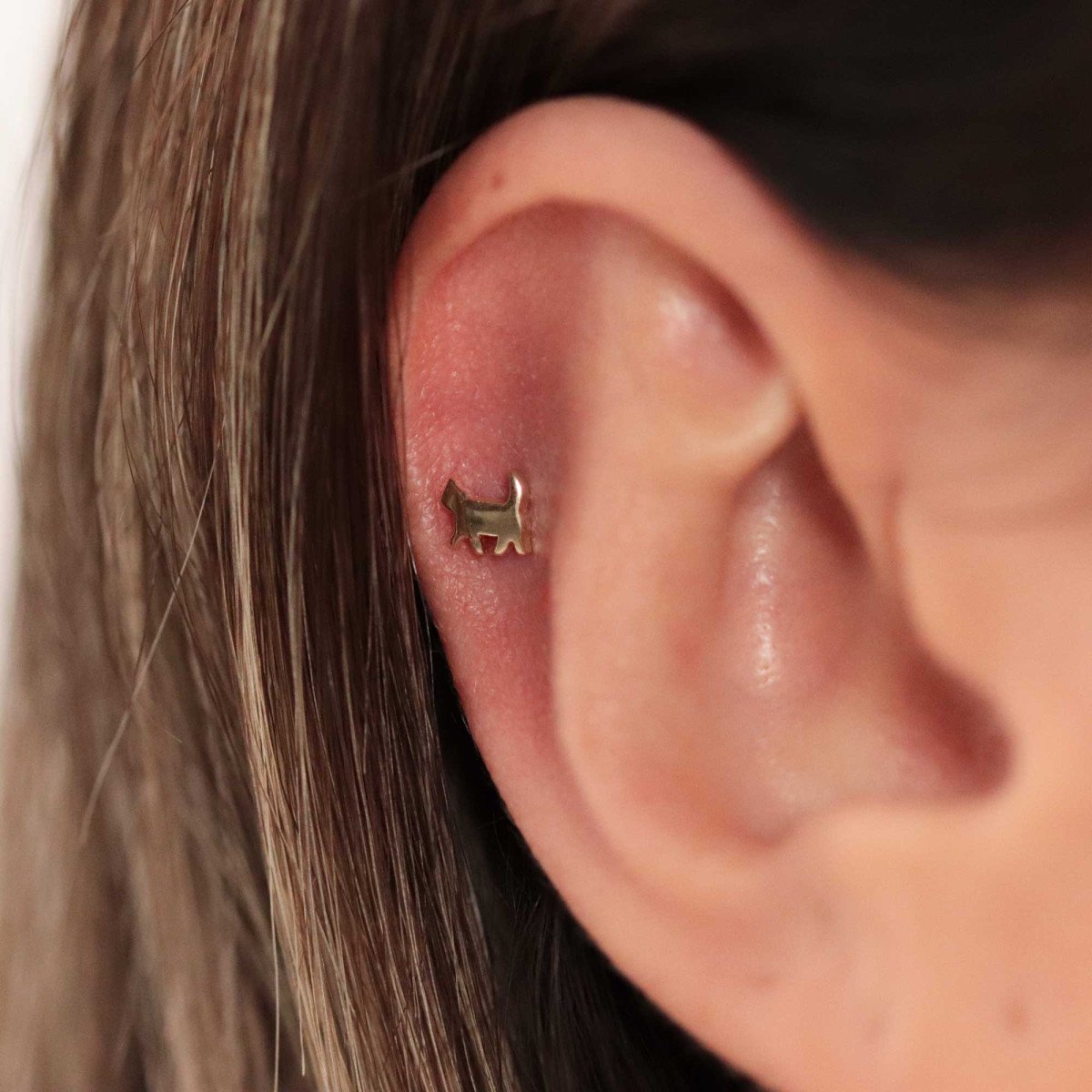 Kedi Piercing